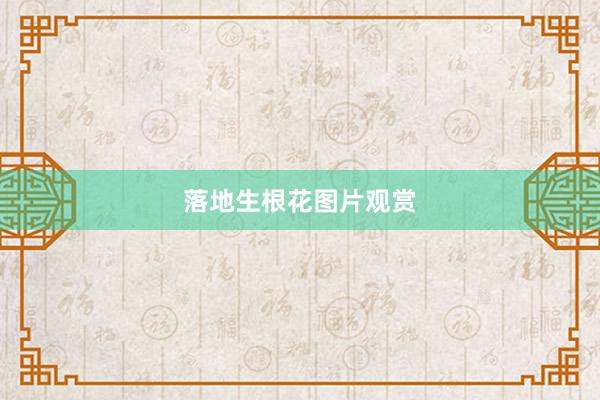 落地生根花图片观赏